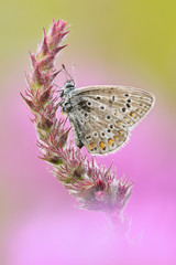 Gemeiner-Blauling Polyommatus icarus