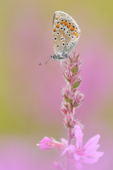 Gemeiner-Blauling Polyommatus icarus