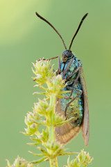 Grünwidderchen Adscita sp