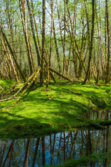 Obraz premium Trees Reflected in the Quinault River in the Olympic National Forest, Washington, USA