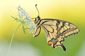 Schwalbenschwanz Papilio machaon