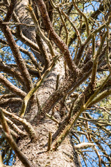background of a redwood tree with dense branches from top to bottom under the sun