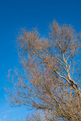 leafless trees in the park with dense branches on the tip under blue sky on a sunny day