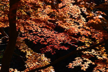 紅葉