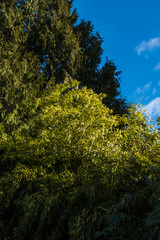 dense fresh green bamboo leaves on the branches in the park under clear blue sky with few cloud passing by on a sunny day
