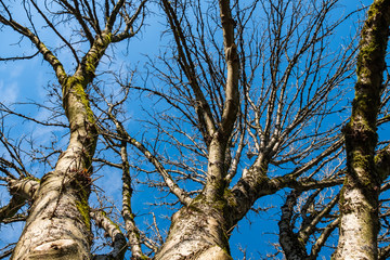 Obraz premium tall leafless trees in the park with green mosses covered branches under blue sky on a sunny winter morning 