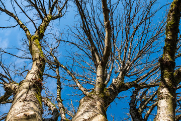 tall leafless trees in the park with green mosses covered branches under blue sky on a sunny winter morning 