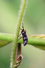 small orange butterflies holding feathered branches, contrasting features frighten predators