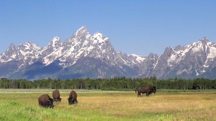 american bison walking in front of grand teton on a summer morning © chris