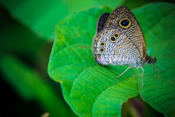 side view of a gray butterfly with an orange pattern standing on a leaf