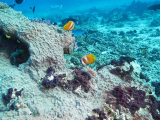 Naklejka na ściany i meble pair of blacklip butterflyfish at rainbow reef in fiji
