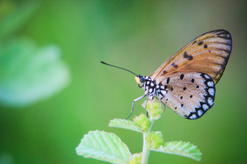 a pretty orange little butterfly perched on the top of the grass, against a soft green background