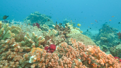 Fototapeta na wymiar scuba diving past hard corals at rainbow reef in fiji