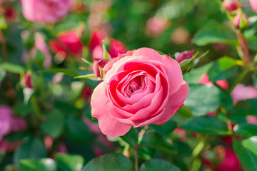Beautiful roses garden. Close up of blooming pink rose flower. Soft focus