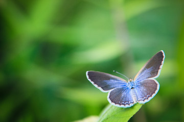 photo of a butterfly on a grass with a blur background