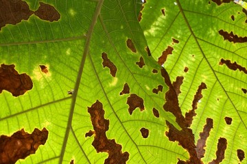 Large leaves that begin to change from green to brown.