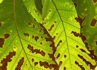 Large leaves that begin to change from green to brown.