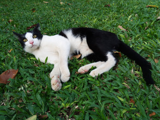 black and withe cute cat laying dawn on green grass