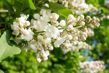  lush  white lilac blooms in spring