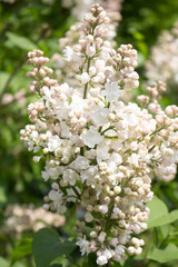  lush  white lilac blooms in spring