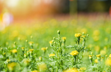 Marigold flower in the yellow garden in the summer - nature flowers field concept