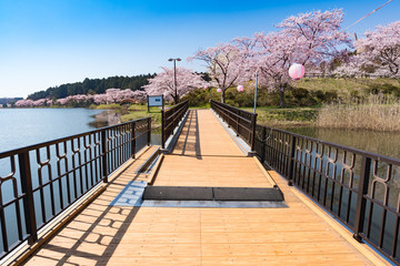 宮城平筒沼ふれあい公園の浮橋と満開の桜並木