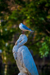 Bird in the Tourists destination Barcelona, Spain. Barcelona is known as an Artistic city located in the east coast of Spain..