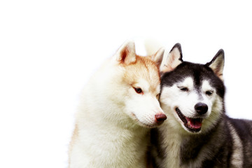 Couple of Siberian Huskies smiling with white background. Male and female dogs togetherness.