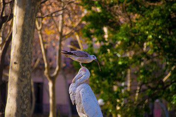Bird in the Tourists destination Barcelona, Spain. Barcelona is known as an Artistic city located in the east coast of Spain..
