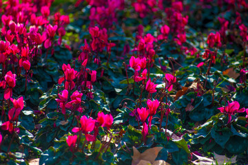 Tourists destination Barcelona, Spain. Barcelona is known as an Artistic city located in the east coast of Spain..