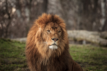 portrait of a lion