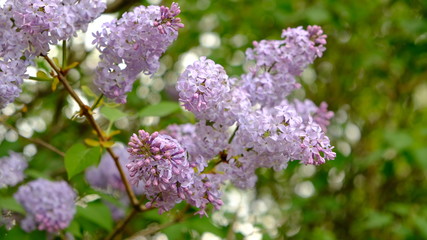 Branches of blooming lilac close-up on a spring and summer day in the village. The concept of the countryside. Gardening. Plant flowers