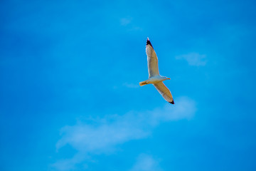Bird in the Tourists destination Barcelona, Spain. Barcelona is known as an Artistic city located in the east coast of Spain..