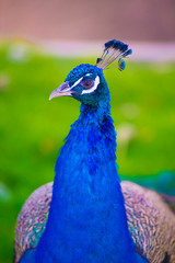 Obraz premium Peacock in Barcelona, Spain. Barcelona is known as an Artistic city located in the east coast of Spain..