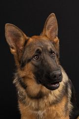 German shepherd dog portrait on black background