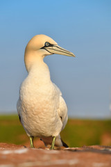 Basstoelpel Sula bassana