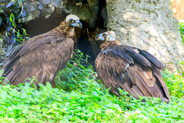 Cinereous vulture (Aegypius monachus), also known as the black vulture, monk vulture, or Eurasian black vulture