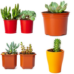 Collage of potted succulents isolated on white