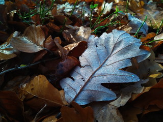 Dewdrops on the dry leaf macro shot