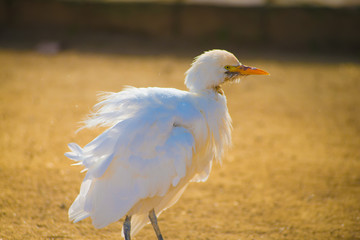 Bird in Barcelona, Spain. Barcelona is known as an Artistic city located in the east coast of Spain..