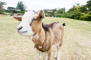 公園で出会った放し飼いの白と茶色のヤギの顔のアップ
