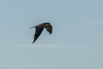 Falke im Flug