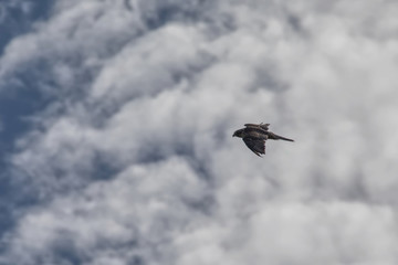 Falke im Flug