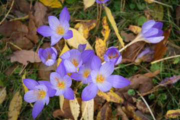 Blue crocuses surrounded by autumnal leaves