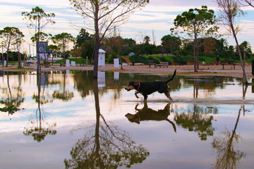 Obraz premium The big dog runs in a large puddle. Winer landscape view of empty Glyfada Beach in Athens. Famous municipal beach after a thunderstorm. Trees reflected in puddle. Glyfada located in the Athens Riviera