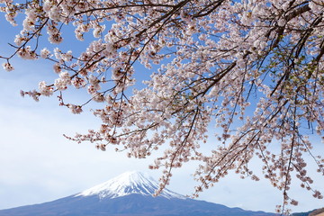 満開の桜と富士山、山梨県富士河口湖町大石公園にて