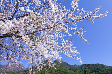 満開の桜