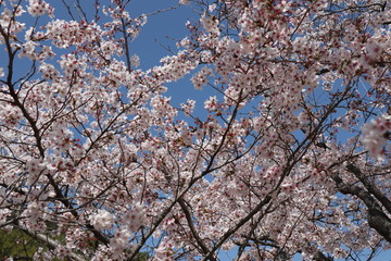 満開の桜
