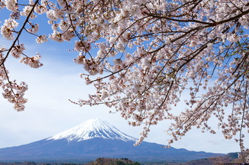 満開の桜と富士山、山梨県富士河口湖町大石公園にて
