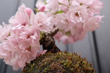 苔玉の桜